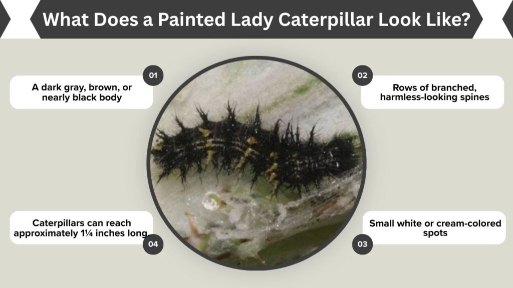 What Does a Painted Lady Caterpillar Look Like?