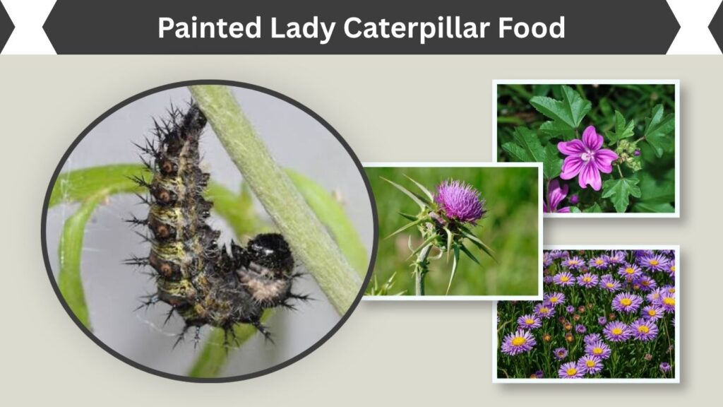 Painted Lady Caterpillar Food