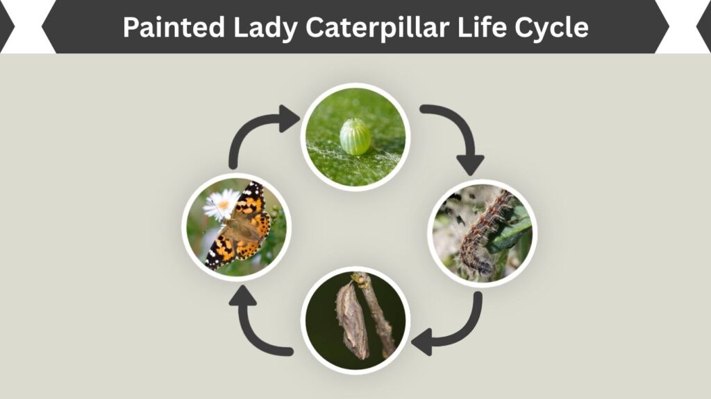 Painted Lady Caterpillar Life Cycle