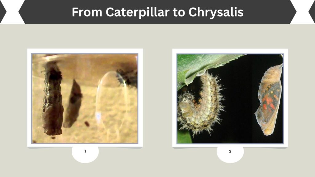 From Caterpillar to Chrysalis
