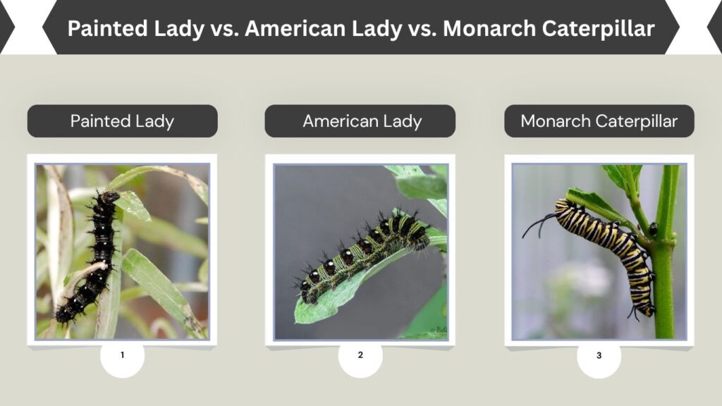Painted Lady vs. American Lady vs. Monarch Caterpillar