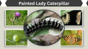 Painted Lady Caterpillar: Food, Life Cycle and Care Guide