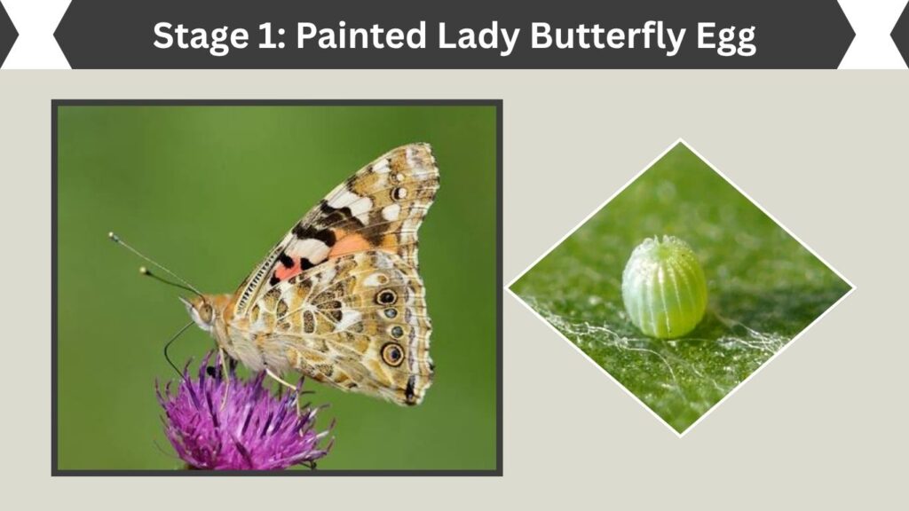 Stage 1: Painted Lady Butterfly Egg