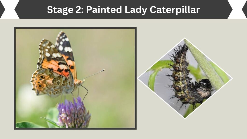 Stage 2: Painted Lady Caterpillar