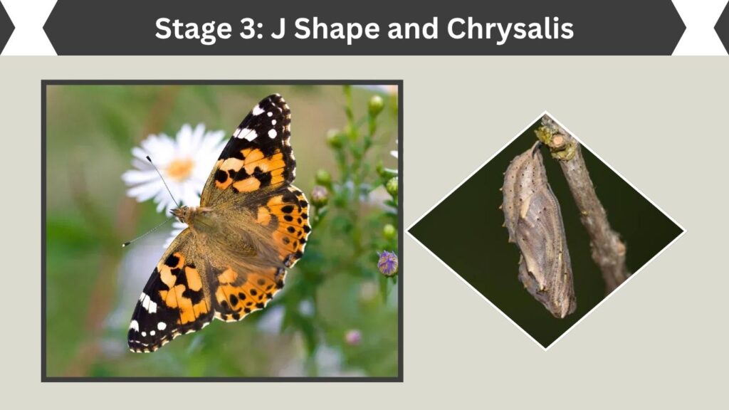 Stage 3: J Shape and Chrysalis