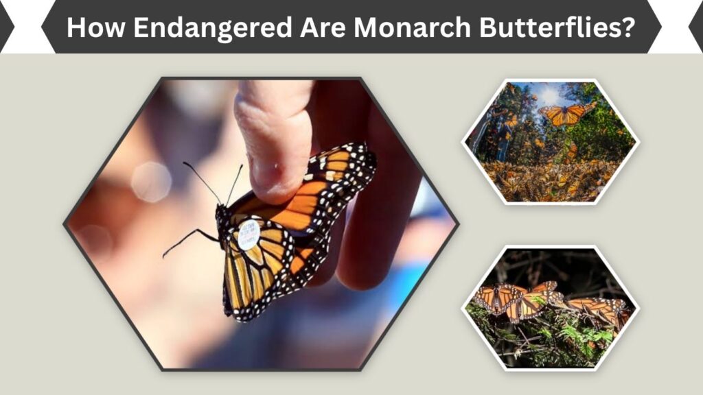 How Endangered Are Monarch Butterflies?