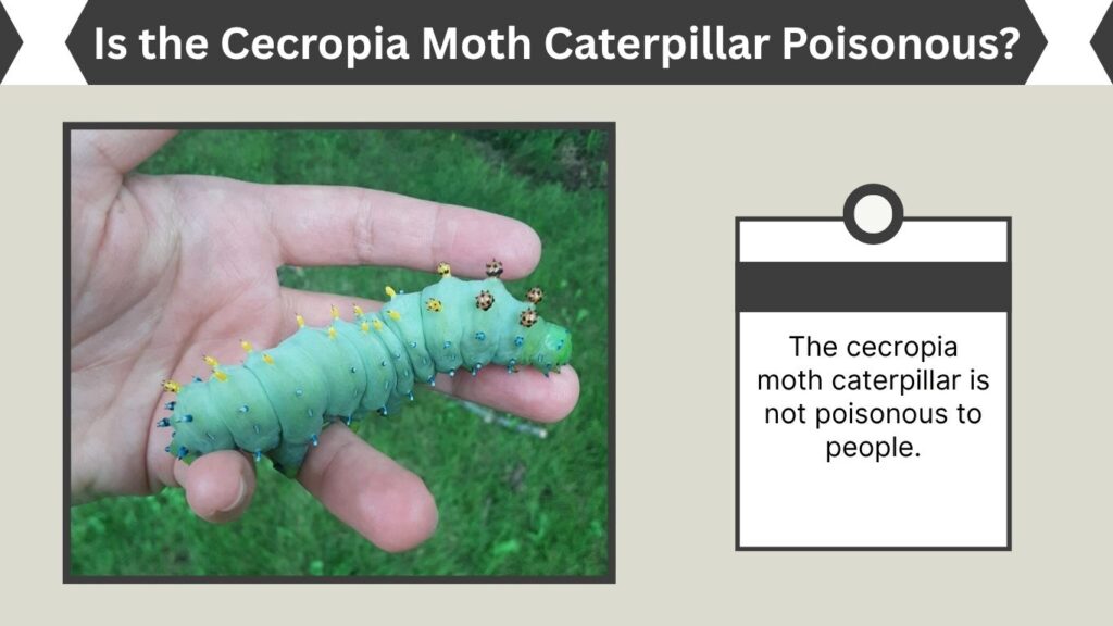 Is the Cecropia Moth Caterpillar Poisonous?