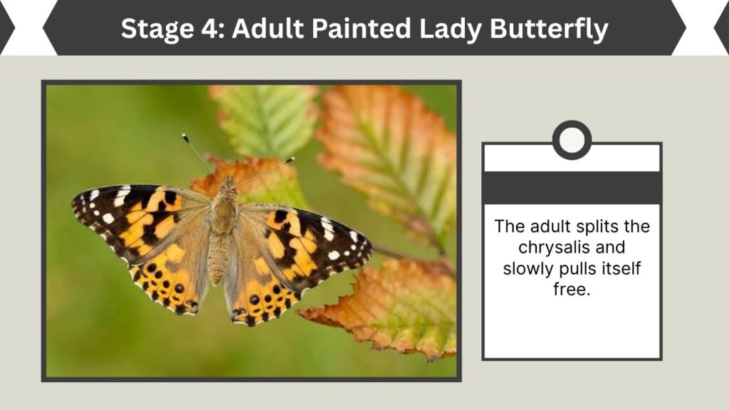 Stage 4: Adult Painted Lady Butterfly