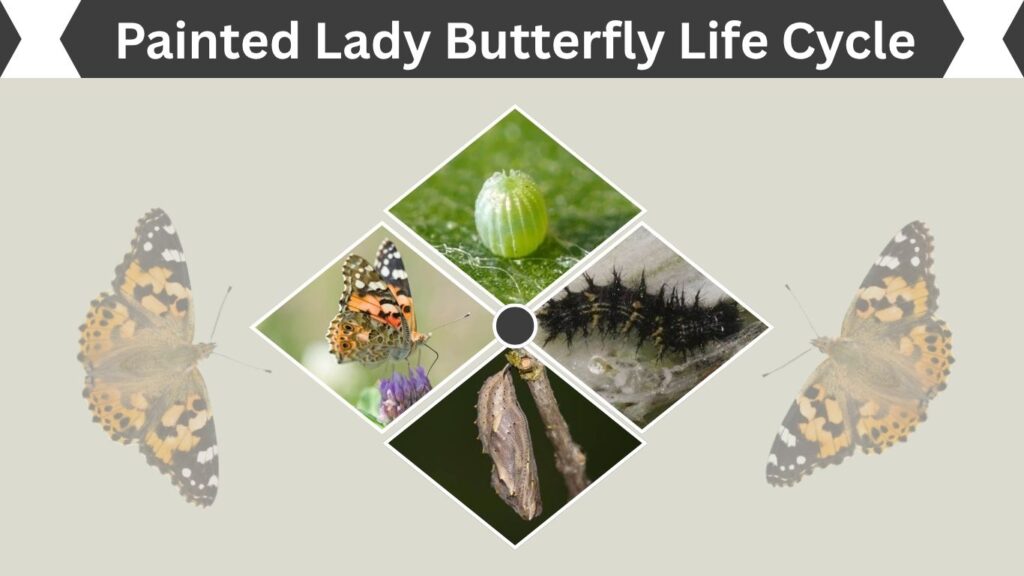 Painted Lady Butterfly Life Cycle: 4 Stages: From Egg to Adult