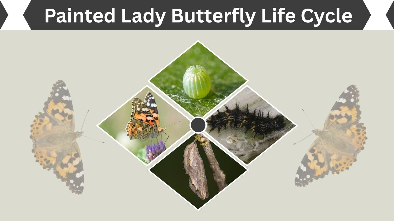 Painted Lady Butterfly Life Cycle: 4 Stages: From Egg to Adult