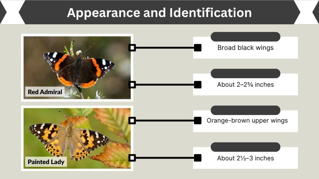 Appearance and Identification