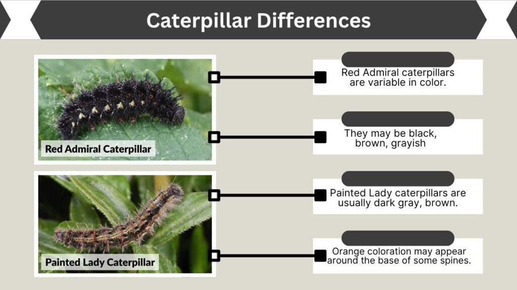 Caterpillar Differences