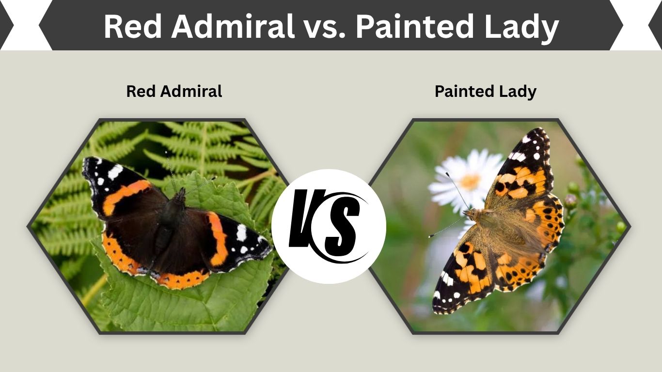 Red Admiral vs. Painted Lady: Key Differences Explained