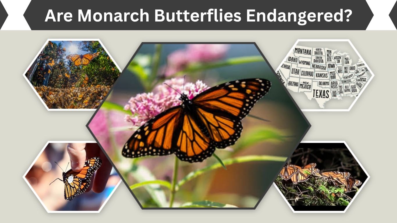 Are Monarch Butterflies Endangered? Current Status Explained