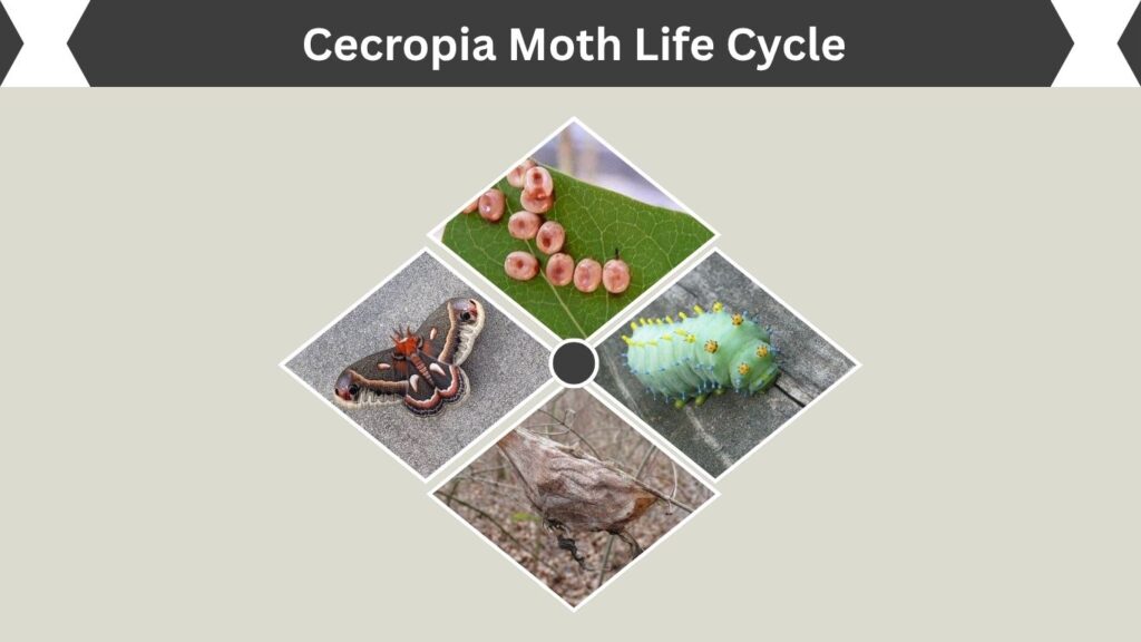 Cecropia Moth Life Cycle