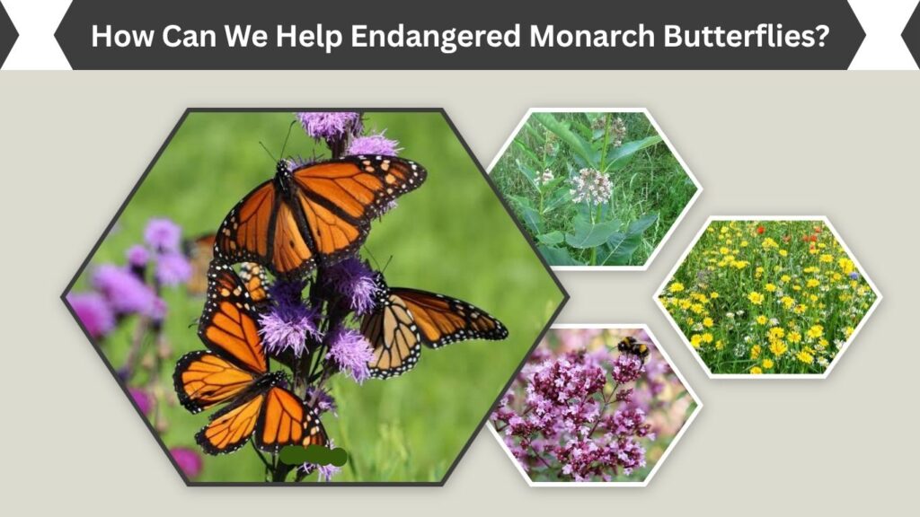 How Can We Help Endangered Monarch Butterflies?
