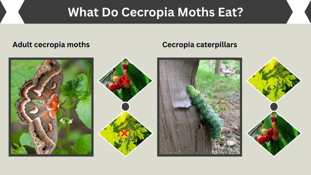 What Do Cecropia Moths Eat?
