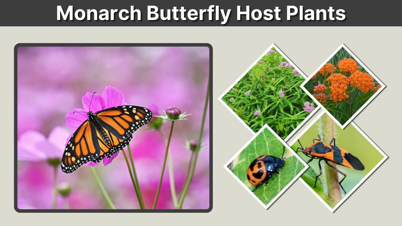 Monarch Butterfly Host Plants: Best Milkweed Species