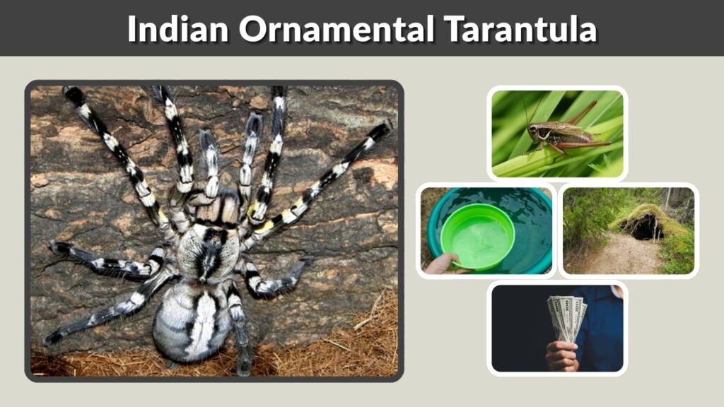 Indian Ornamental Tarantula: Habitat, Bite and Facts