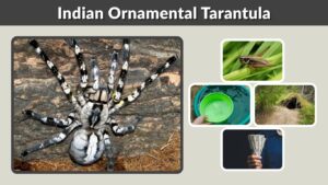 Indian Ornamental Tarantula: Habitat, Bite and Facts