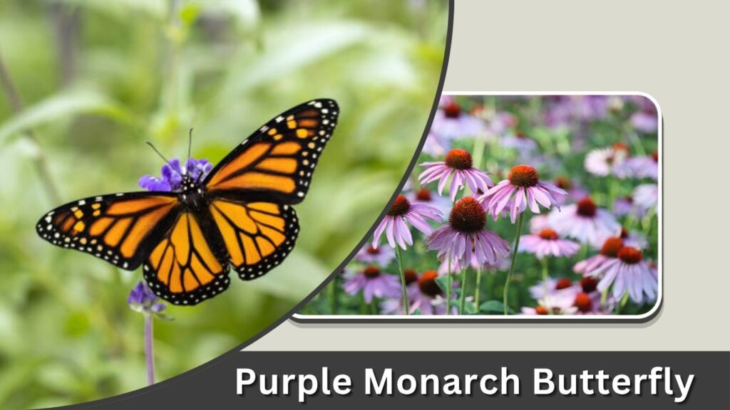 Purple Monarch Butterfly: Identification and Look-Alikes