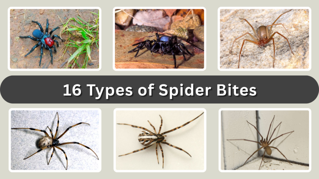 16 Types of Spider Bites: Identification, Pain, Risks & Danger