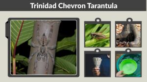 Trinidad Chevron Tarantula: Care, Size, and Lifespan