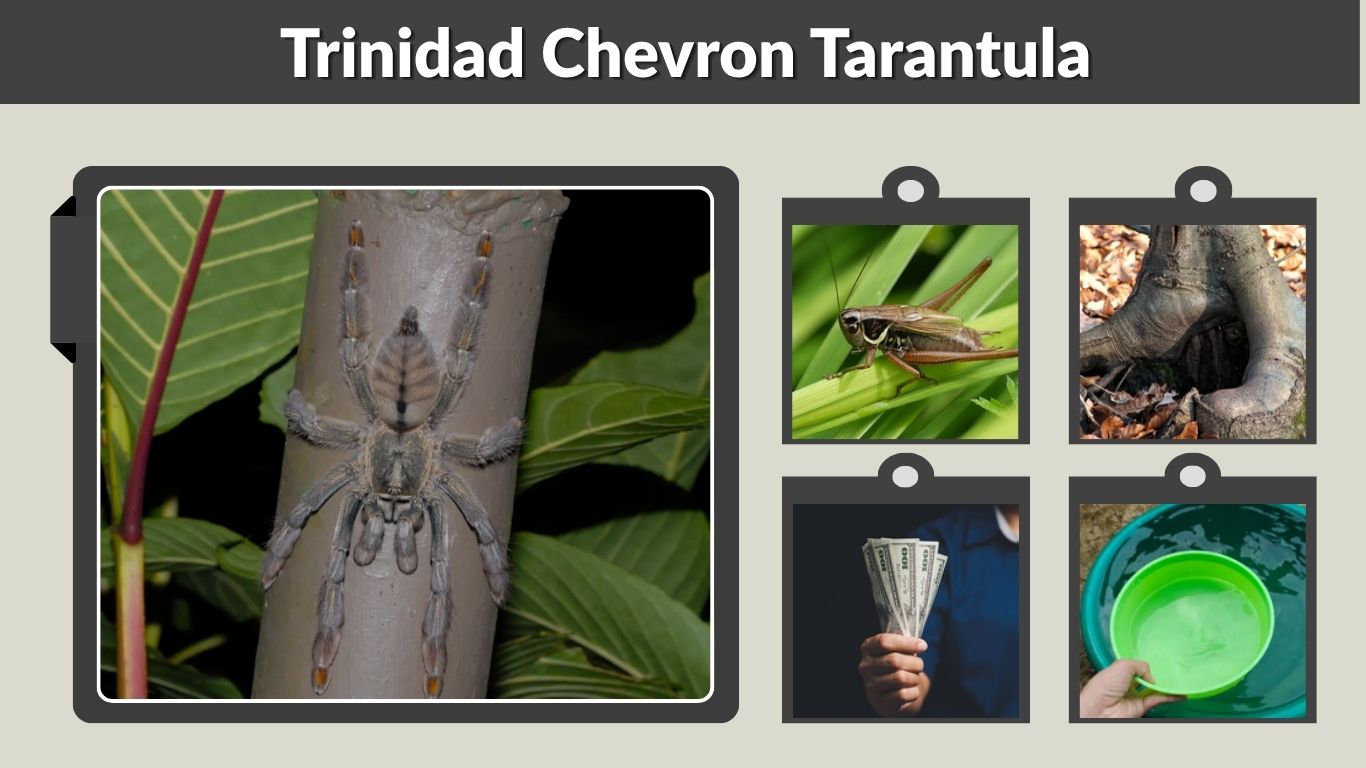 Trinidad Chevron Tarantula: Care, Size, and Lifespan