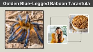 Golden Blue-Legged Baboon Tarantula Care Guide & Facts