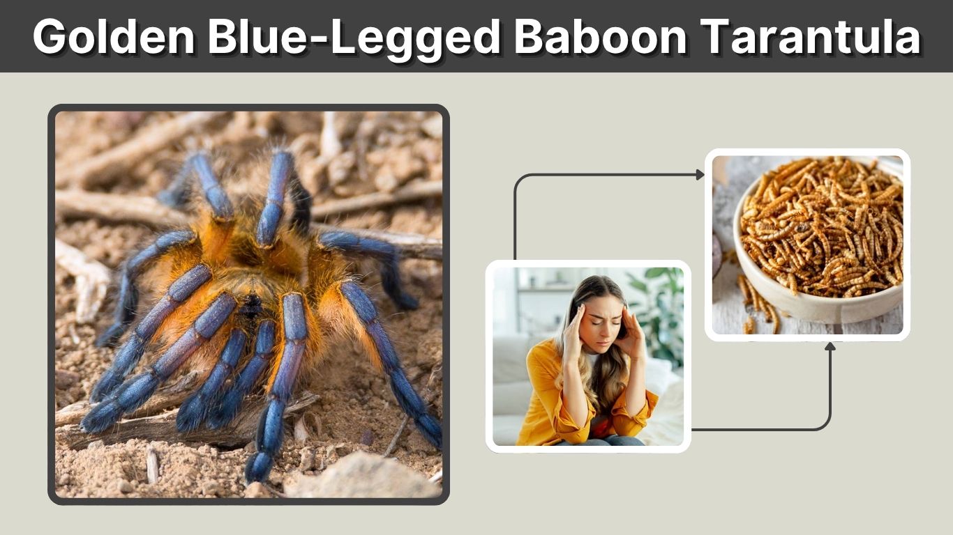 Golden Blue-Legged Baboon Tarantula Care Guide & Facts