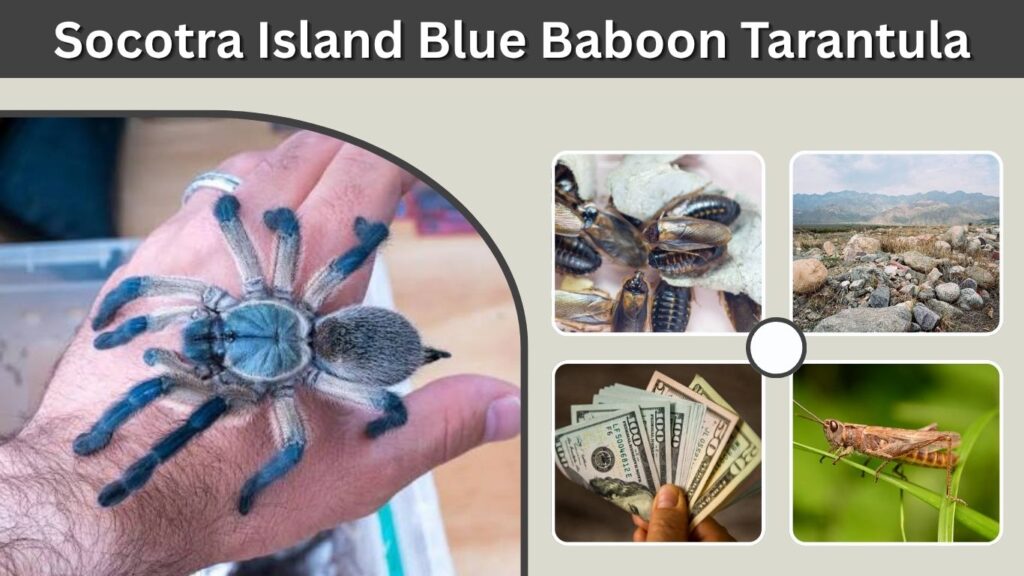 Socotra Island Blue Baboon Tarantula Care Guide