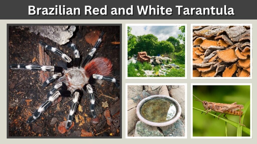 Brazilian Red and White Tarantula: Size and Care