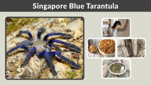 Singapore Blue Tarantula Care, Size and Temperament
