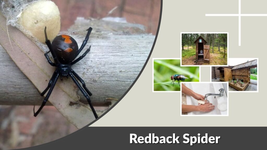 Redback Spider: Identification, Bite and Black Widow Differences