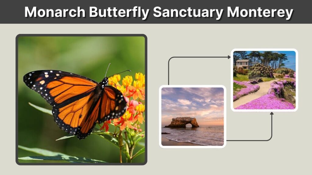 Monarch Butterfly Sanctuary Monterey: Complete Visitor Guide