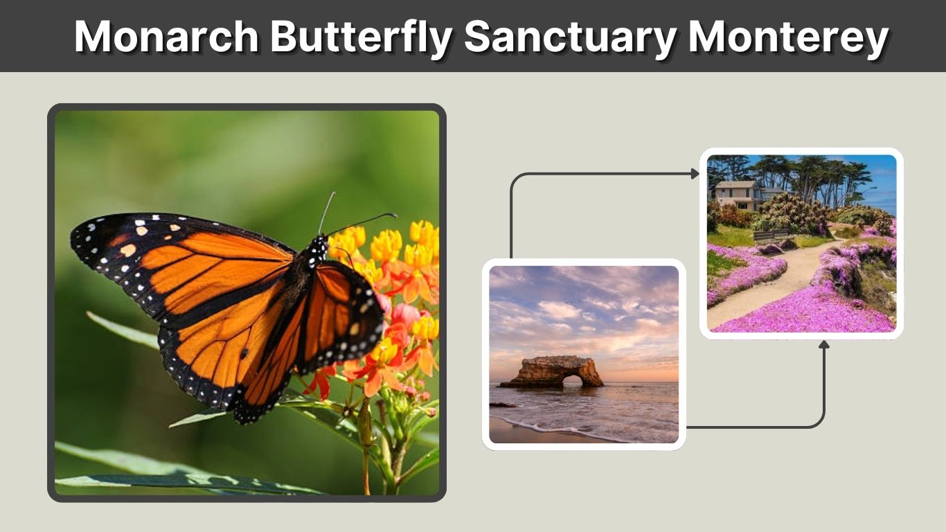 Monarch Butterfly Sanctuary Monterey: Complete Visitor Guide