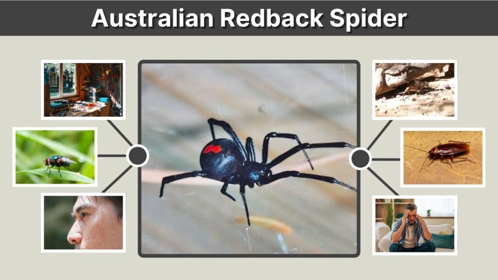 Australian Redback Spider: Bite, Size, Habitat & Facts