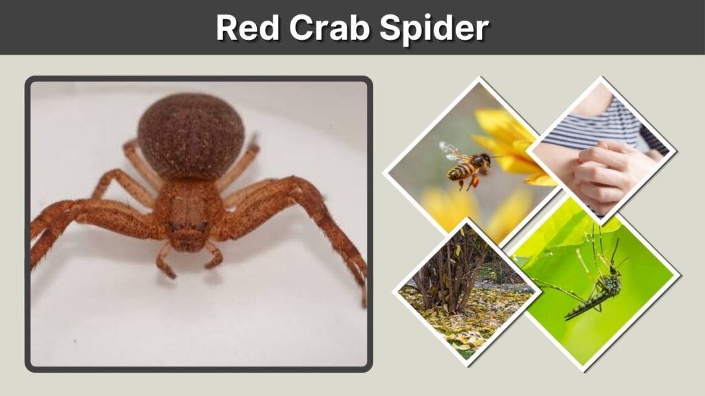 Red Crab Spider: Identification, Bite, Size & Facts