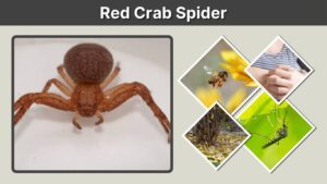 Red Crab Spider: Identification, Bite, Size & Facts