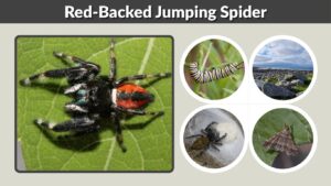 Red-Backed Jumping Spider: Identification, Bite & Facts