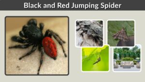 Black and Red Jumping Spider: Identification, Bite & Facts