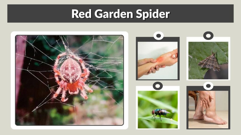 Red Garden Spider: Identification, Types, Bites, and Control