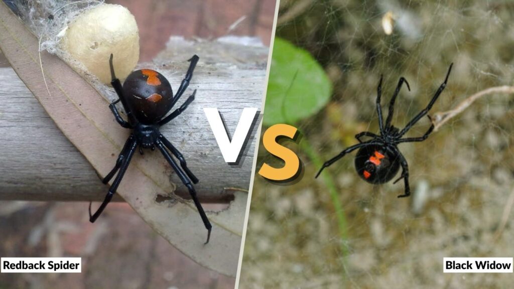 Redback Spider vs Black Widow: Differences, Venom & Bites