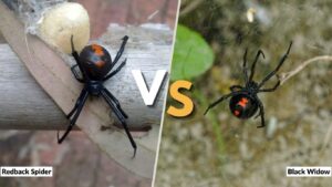 Redback Spider vs Black Widow: Differences, Venom & Bites