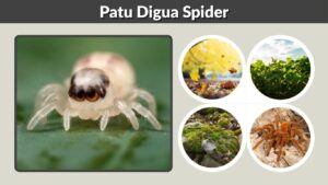 Patu Digua Spider: Size, Habitat, Bite, Diet, and Facts