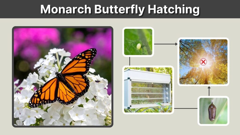 Monarch Butterfly Hatching: Timeline, Signs, and Care