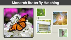 Monarch Butterfly Hatching: Timeline, Signs, and Care