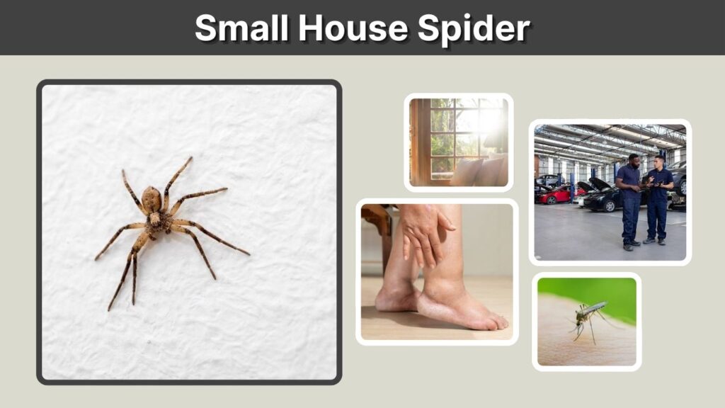 Small House Spider: Identification, Types, Bites & Facts