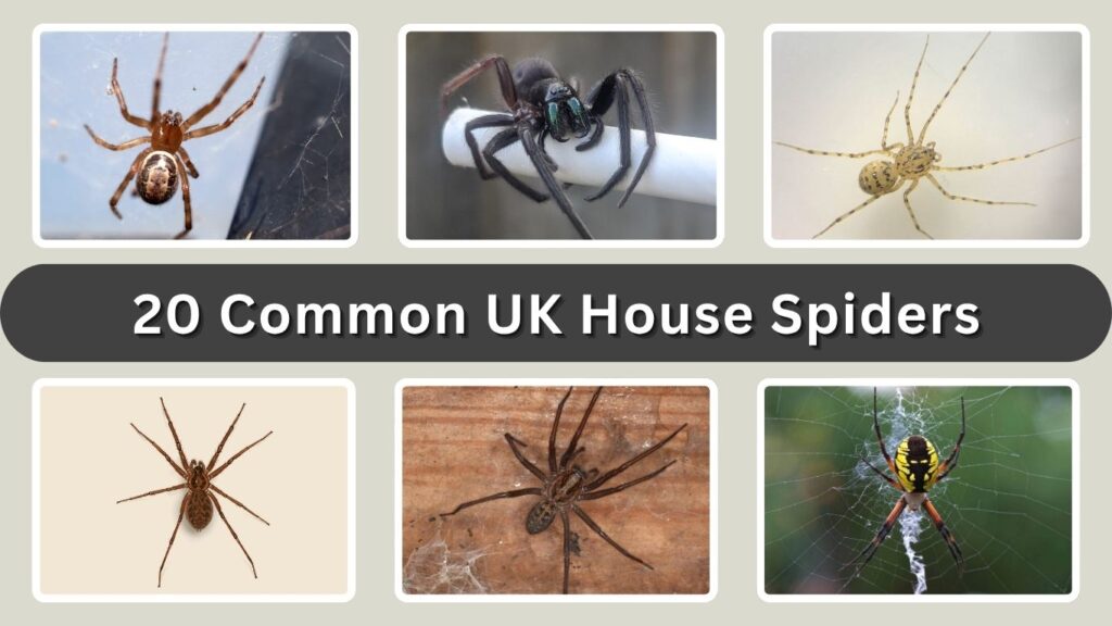 20 Common UK House Spiders: Identification with Pictures
