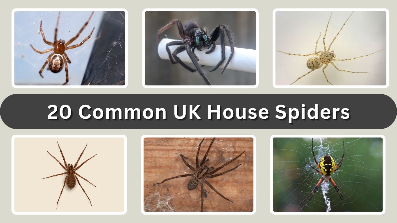 20 Common UK House Spiders: Identification with Pictures